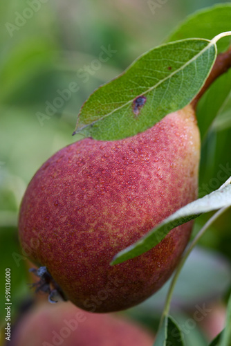 ripe pear on a tree, slighly damp from the early autumn dew