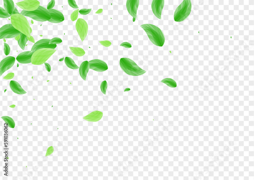 Greenish Foliage Background Transparent Vector. Sheet Flora Frame. Eco Illustration. Green Drink Texture. Greenery Flying.