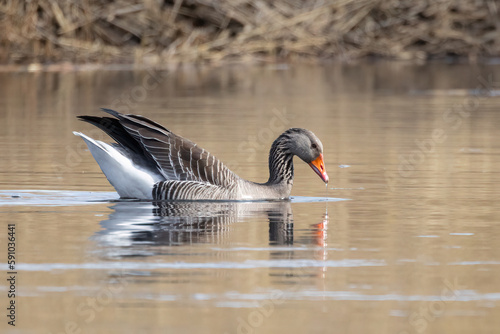 Greylag goose swimming in the sea