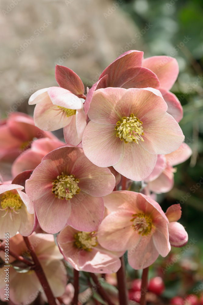 Closeup of a pink Christmas rose blossom (Genus Helleborus). Closeup of a pink Christmas rose blossom (Genus Helleborus).