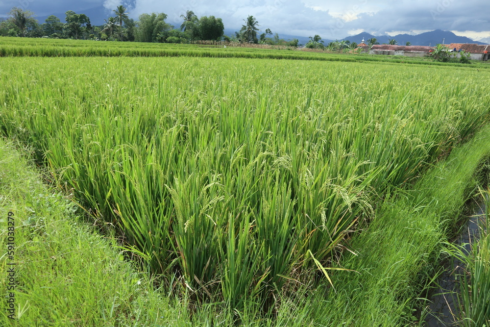 Rice plants are ready to be harvested. agricultural products in the village