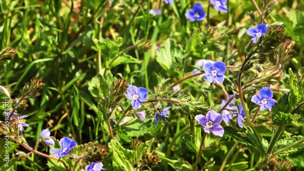 Meadow with blooming small blue flowers in green field grass in spring. Forbs growing. Veronika chamaedrys Dubravnaya speedwell plants. Beautiful natural background. Sunny springtime may day. Closeup. Meadow with blooming small blue flowers in green field grass in spring. Forbs growing. Veronika chamaedrys Dubravnaya speedwell plants. Beautiful natural background. Sunny springtime may day. Closeup.