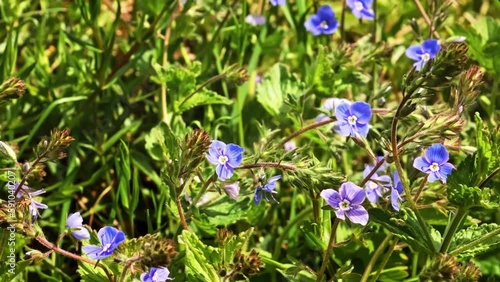 Meadow with blooming small blue flowers in green field grass in spring. Forbs growing. Veronika chamaedrys Dubravnaya speedwell plants. Beautiful natural background. Sunny springtime may day. Closeup. photo