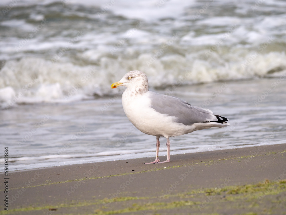 Herring gull, Larus argentatus, adult bird in winter plumage at surf of Scheveningen beach, Netherlands