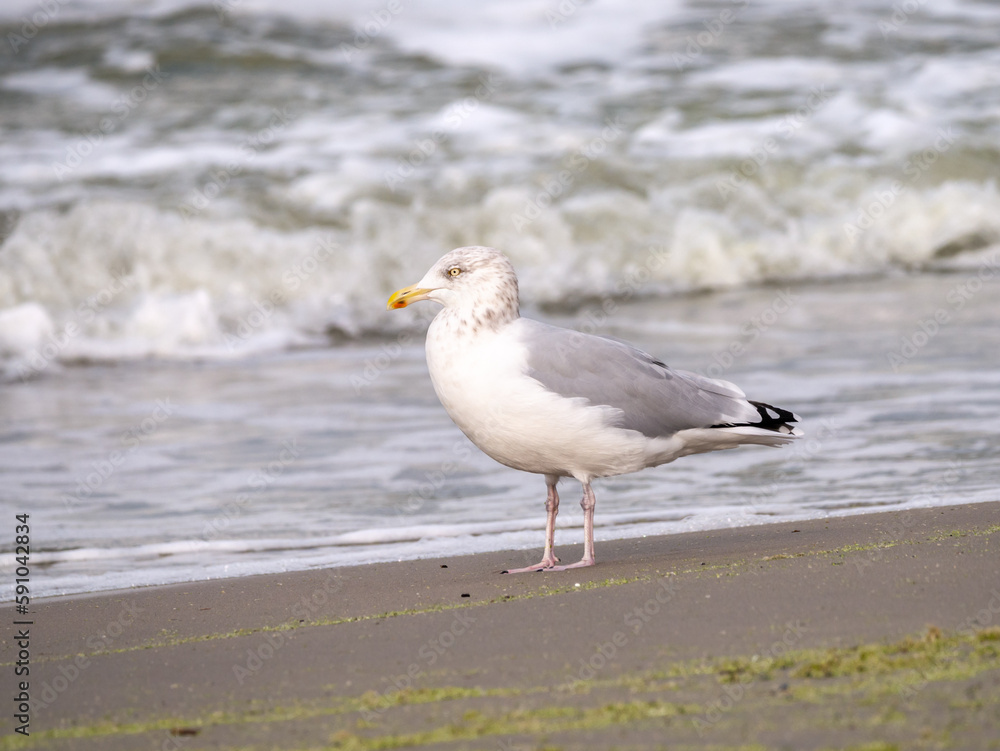 Herring gull, Larus argentatus, adult bird in winter plumage at surf of Scheveningen beach, Netherlands Herring gull, Larus argentatus, adult bird in winter plumage at surf of Scheveningen beach, Netherlands