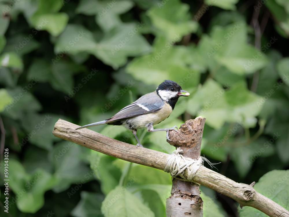 Obraz premium Great tit, Parus major, juvenile feeding in garden, Netherlands