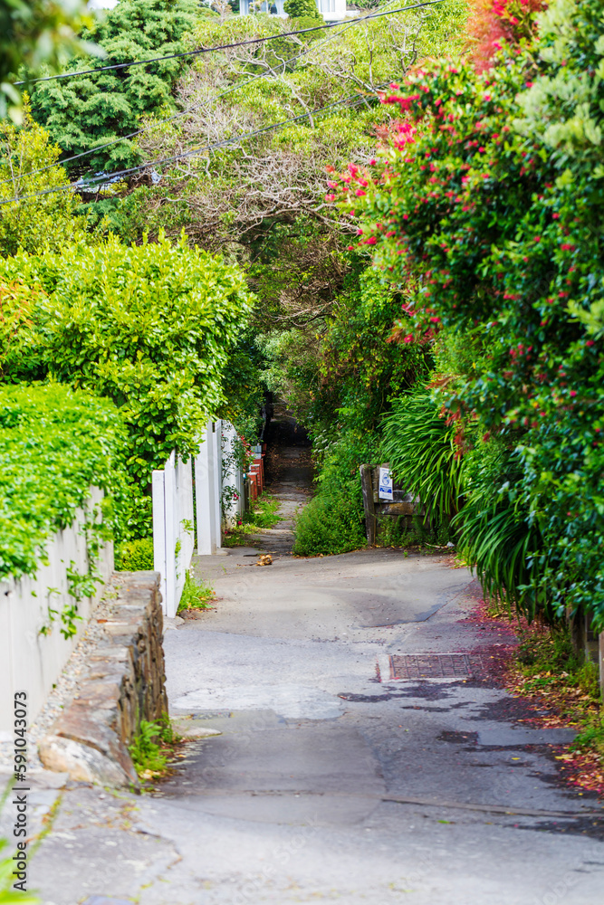 Paved walkway through a leafy neighborhood