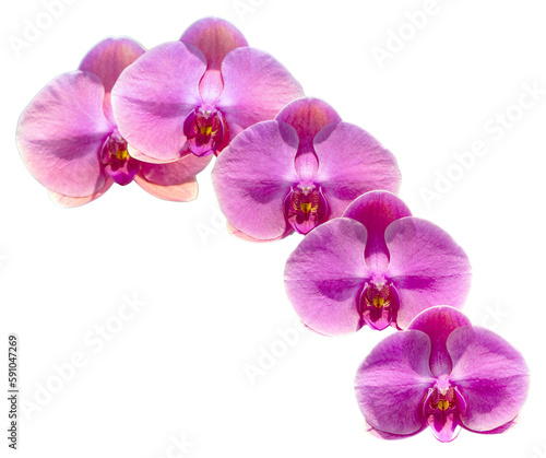 Flower colors are pink  yellow and white. An orchid of the genus Phalaenopsis. Close-up of isolated beautiful plant.