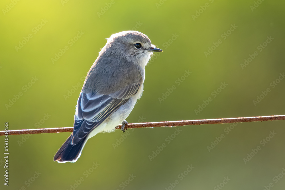 Obraz premium Little Jacky winter perched on a wire - a small grey-brown bird belonging to the robin family
