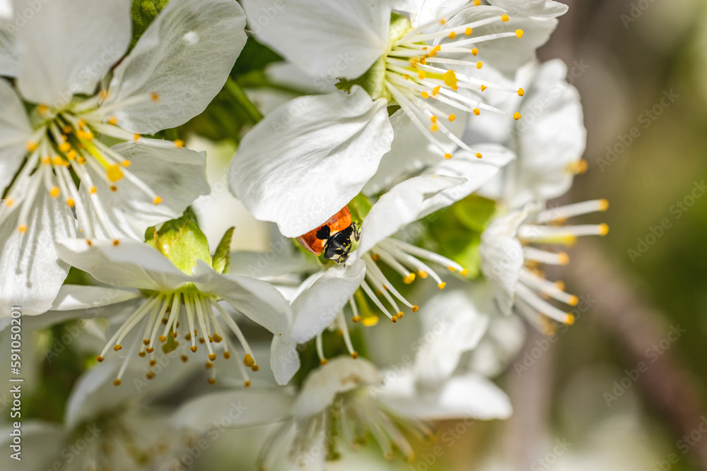 Obraz premium Macro close-up of cherry blossom in the sun