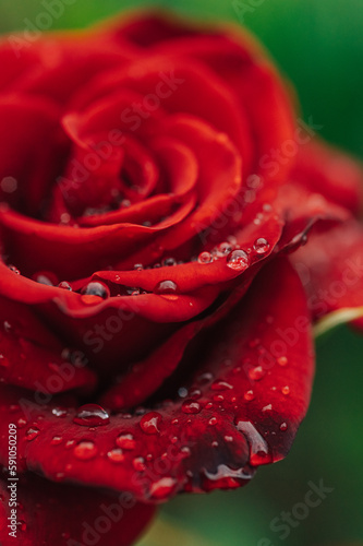 Fototapeta Naklejka Na Ścianę i Meble -  Dew drops on red rose petals, macro shot.