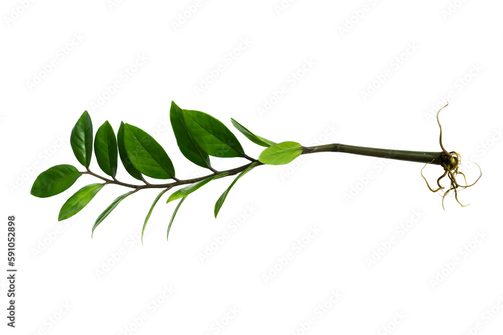 Obraz premium Green Leaves of Zanzibar Gem, Zuzu or Emerald Palm Plant Isolated on White Background. Young Zanzibar gem plant in flowerpot.