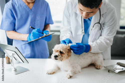 shih tzu dog  getting injection with vaccine during appointment in a veterinary clinic