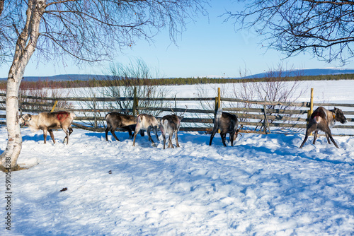 Villaggio Sami a Kiruna in Svezia. La Lapponia con le renne e capanne © Claudio Quacquarelli