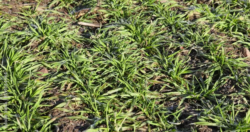 green winter wheat in the winter season, wheat sprouts that grow in the winter season green winter wheat in the winter season, wheat sprouts that grow in the winter season
