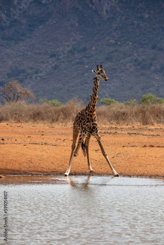 Giraffidae  Giraffa camelopardalis. Giraffe  in the savannah  taken on safari in Tsavo National Park  Kenya. Beautiful landscape