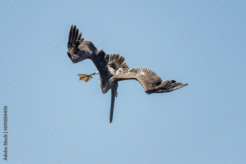 Obraz premium Brown Pelican - Pelecanus occidentalis, large water bird fishing on the Americas Pacific and Atlantic coasts, Cambutal, Panama.