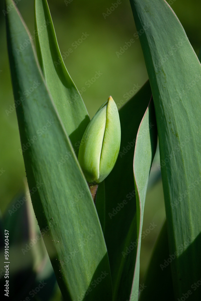 Fototapeta premium tulip in the garden