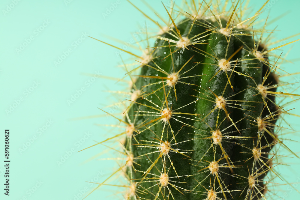 Cozy hobby growing house or indoor plants - cactus Cozy hobby growing house or indoor plants - cactus