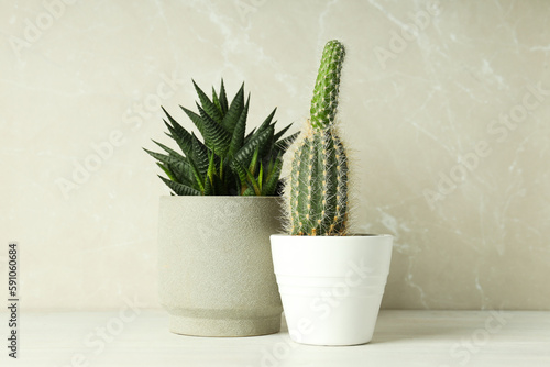 Cozy hobby growing house or indoor plants - cactus