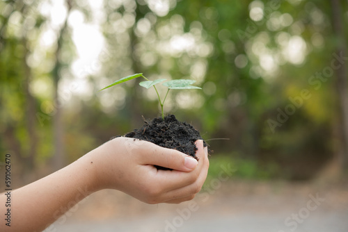 .World environment day concept with girl holding small trees in both hands to plant in the ground. hand holding small tree for planting in forest. green world. morning light on nature background.