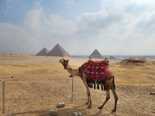 Camel standing in the desert with the great pyramids of Giza Cairo Egypt