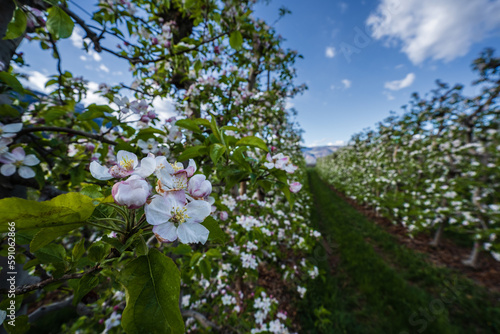 Beautifully blooming apple trees in orchards in South Tyrol, Italy © pawelgegotek1