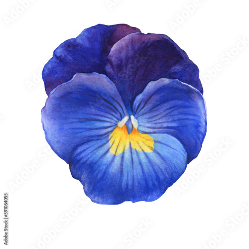 Blue and yellow garden bicolor pansy flower (viola bicolor, arvensis, heartsease, violet, kiss-me-quick). Hand drawn botanical watercolor painting illustration isolated on white background © arxichtu4ki