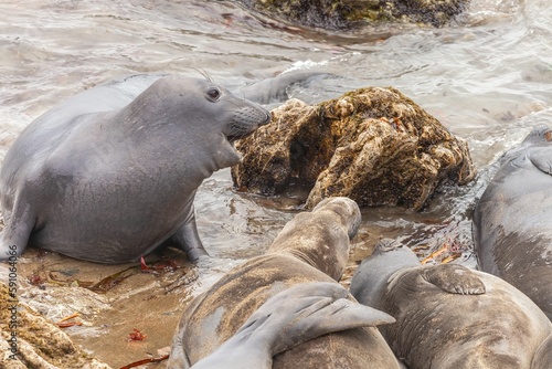 Closeup shot of northern elephant seals near the sea in California, USA