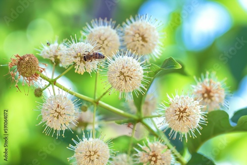 Closeup shot of California buttonbush flowers with a honeybee