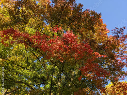 Japanese maple tree in autumn with amazing three different colors of leaves 