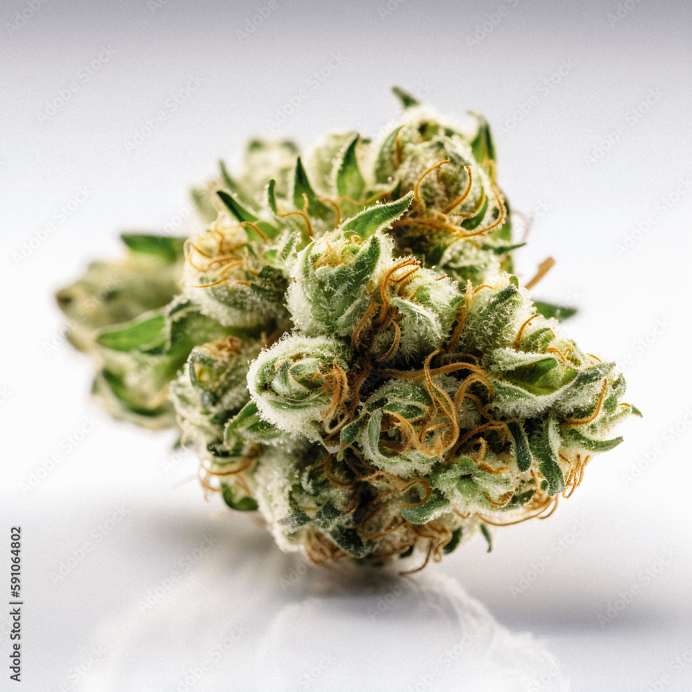 Cannabis in Focus: A Striking Close-Up of a Sativa Bud on a Clean White Background Cannabis in Focus: A Striking Close-Up of a Sativa Bud on a Clean White Background