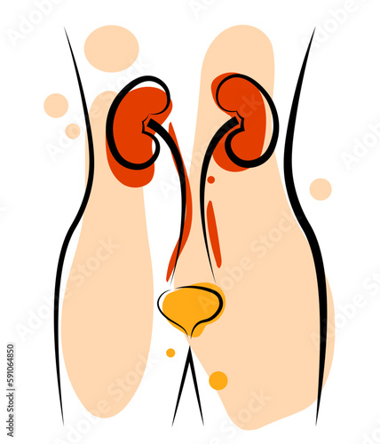 Kidneys and bladder. Line drawing. Human anatomy