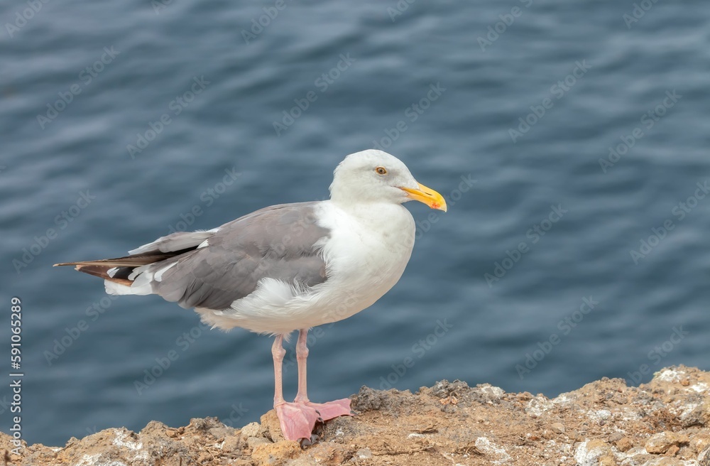 Close-up shot of a Western gull perched on a lakeside Close-up shot of a Western gull perched on a lakeside