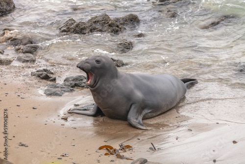 Fotografie Beautiful young northern elephant seal yawning at the beach