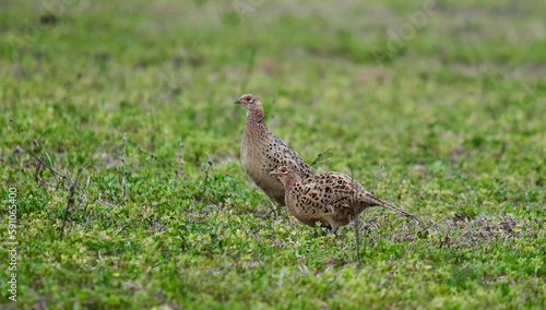 Female pheasant on the ground