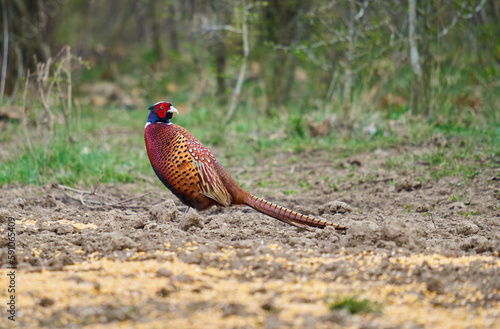 Wallpaper Mural Male pheasant in the forest Torontodigital.ca