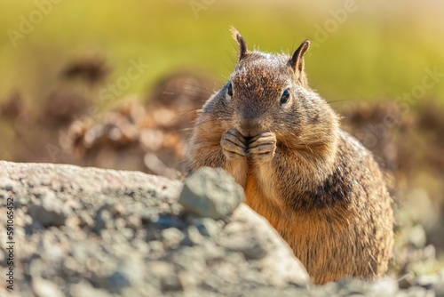 Closeup of a cute California ground squirrel or Otospermophilus beecheyi eating next to a rock photo