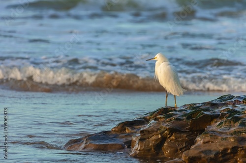 Beautiful view of a unique snowy egret near the ocean