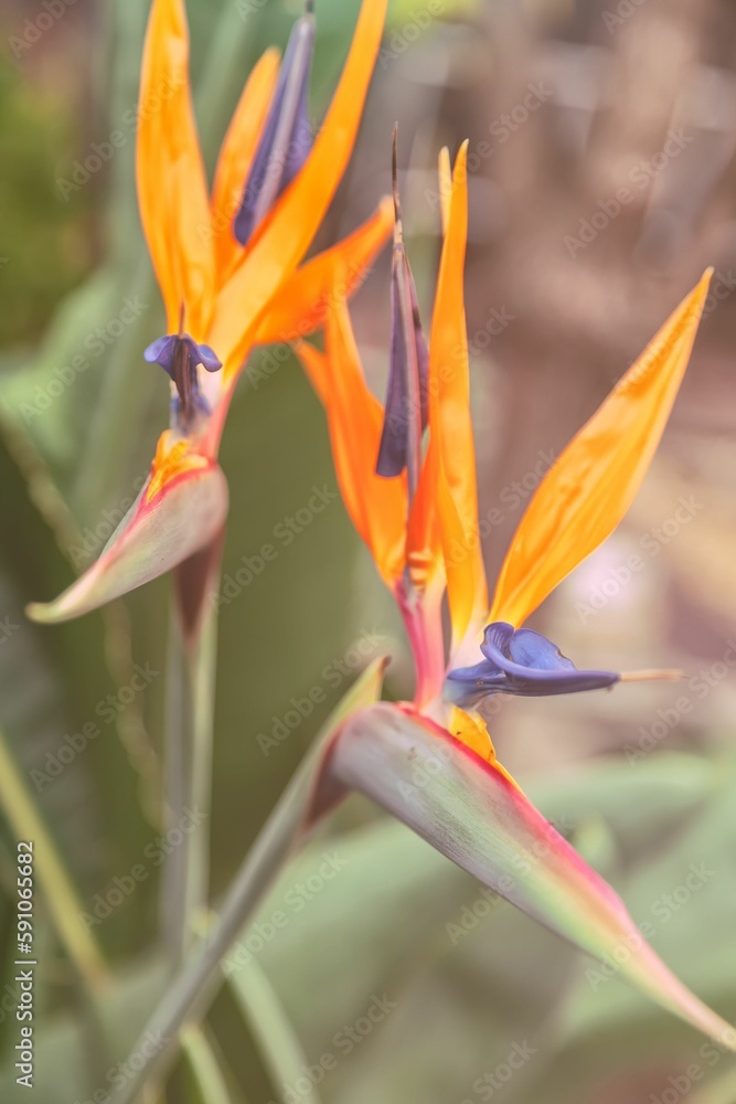 Obraz premium Closeup shot of bird of paradise flowers in the blurred background.