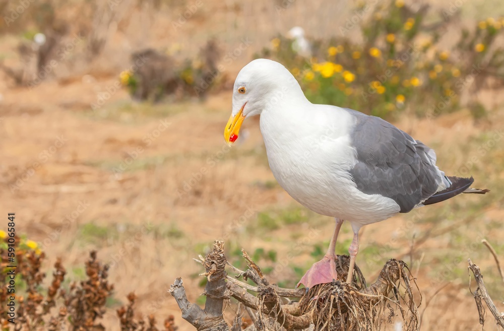 Close-up of a Western gull (Larus occidentalis) perched on a tree Close-up of a Western gull (Larus occidentalis) perched on a tree