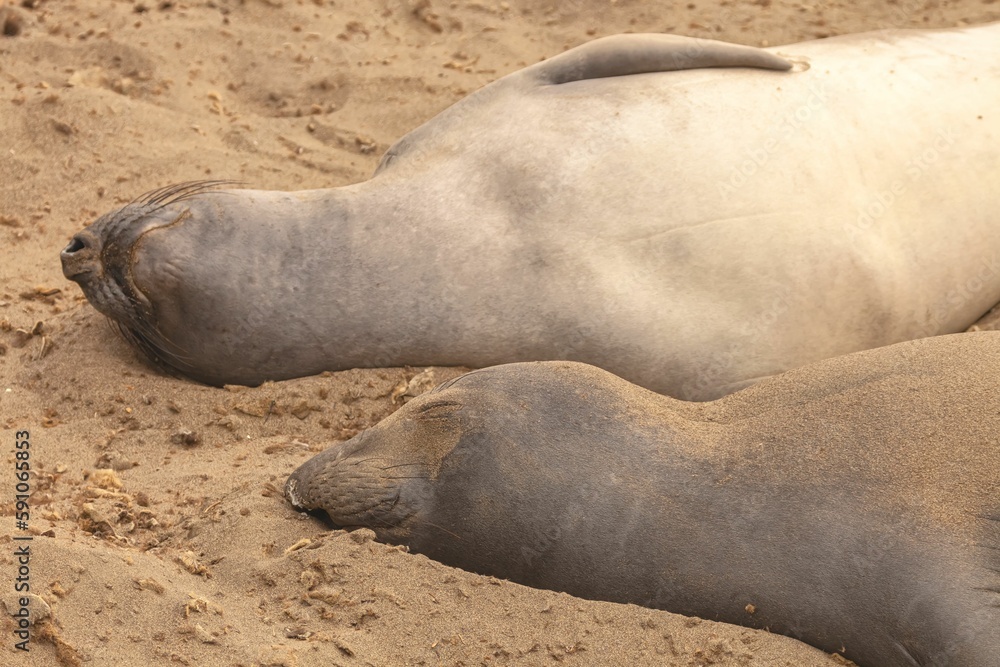 Colony of Northern elephant seals (Mirounga angustirostris) resting on the shore Colony of Northern elephant seals (Mirounga angustirostris) resting on the shore