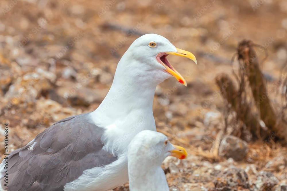 Two Western gulls (Larus occidentalis) on the shore Two Western gulls (Larus occidentalis) on the shore