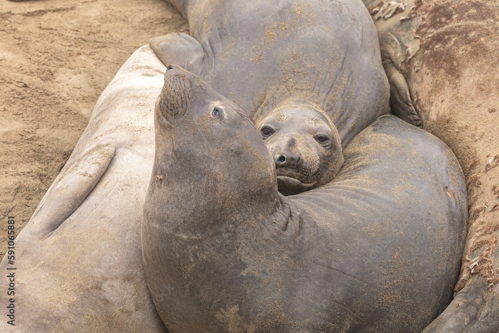 Obraz premium Close-up of a northern elephant seals (Mirounga angustirostris) resting on the beach