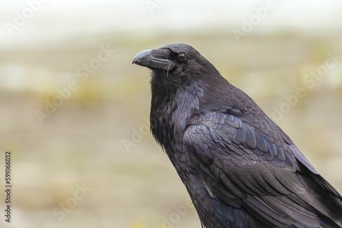 Side portrait of North American common raven with dark feathers