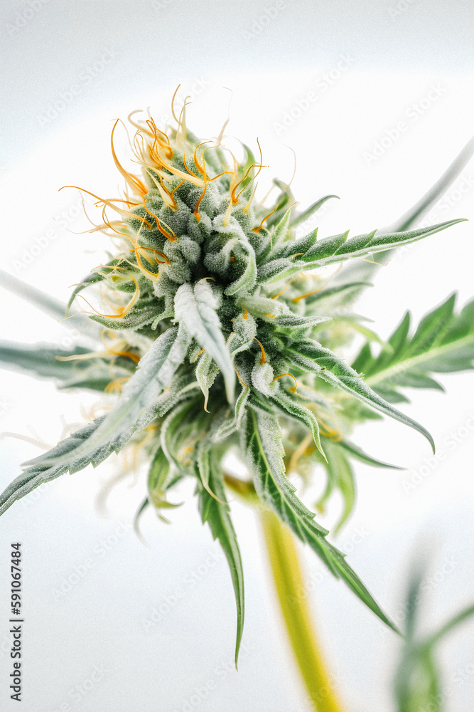 Up Close and Personal: A High-Resolution Photograph of a Marijuana Sativa Bud on a White Background Up Close and Personal: A High-Resolution Photograph of a Marijuana Sativa Bud on a White Background