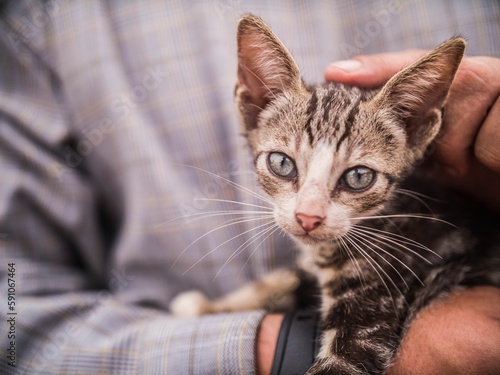 Closeup shot of an adorable tabby kitty in the hands of a person