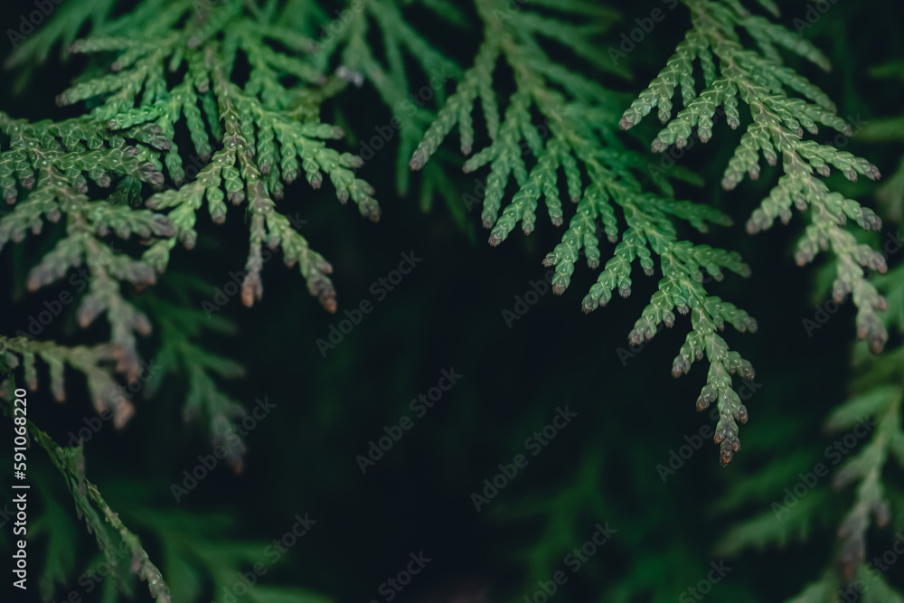 Natural background, texture of a coniferous tree branch.