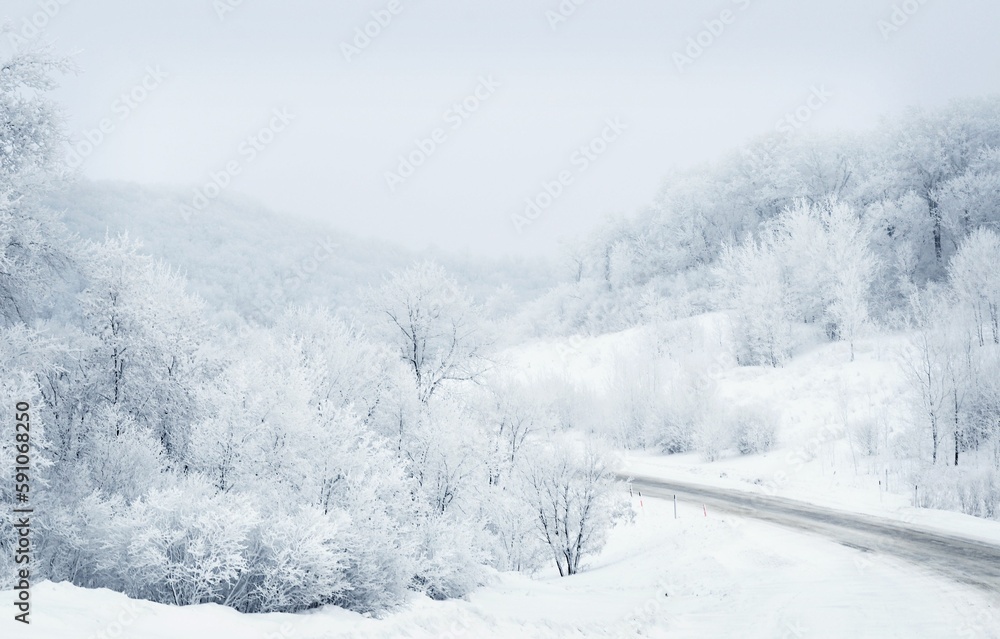 Scenic view of a rural forest landscape in winter covered in white snow Scenic view of a rural forest landscape in winter covered in white snow