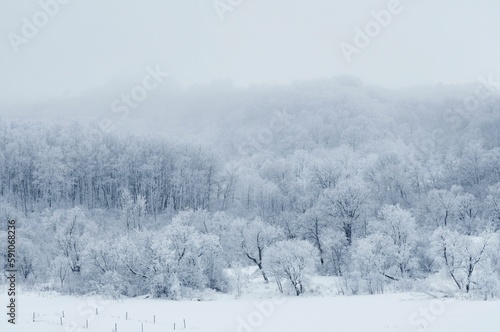 Beautiful winter landscape with white trees in the forest.